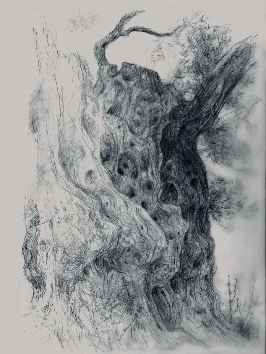 Olive Tree by Martin Spang Olsen 