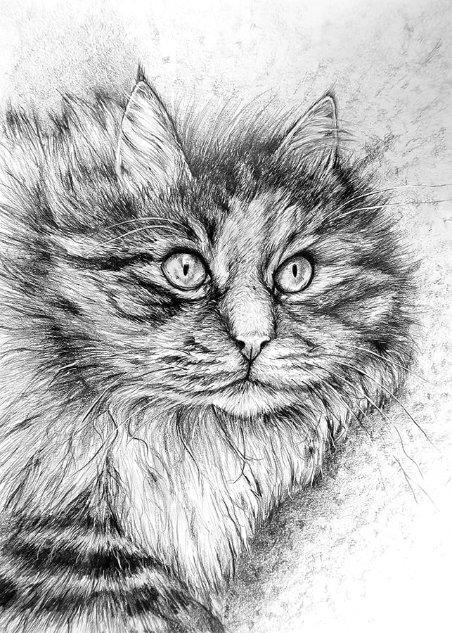Zelda, The Cat by Kristen Wickersham  Image: Graphite pencil on Bristol board.
