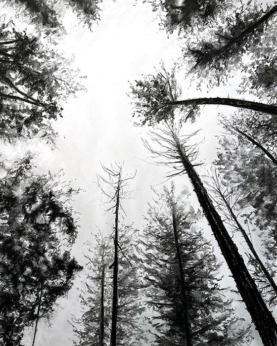 Follow the Trees to the Sky by Kristen Wickersham  Image: Charcoal drawing on Bristol board. 