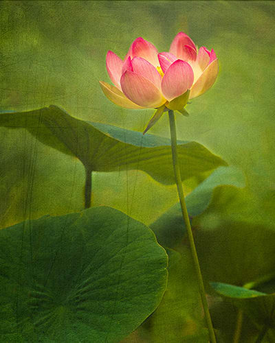 And Still I Rise by Sheryl's Virtual Garden  Image: “The lotus flower blooms most beautifully from the deepest and thickest mud.” – Buddhist Proverb
