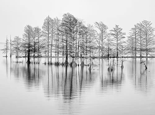 Cypress Dreams by Sheryl's Virtual Garden 