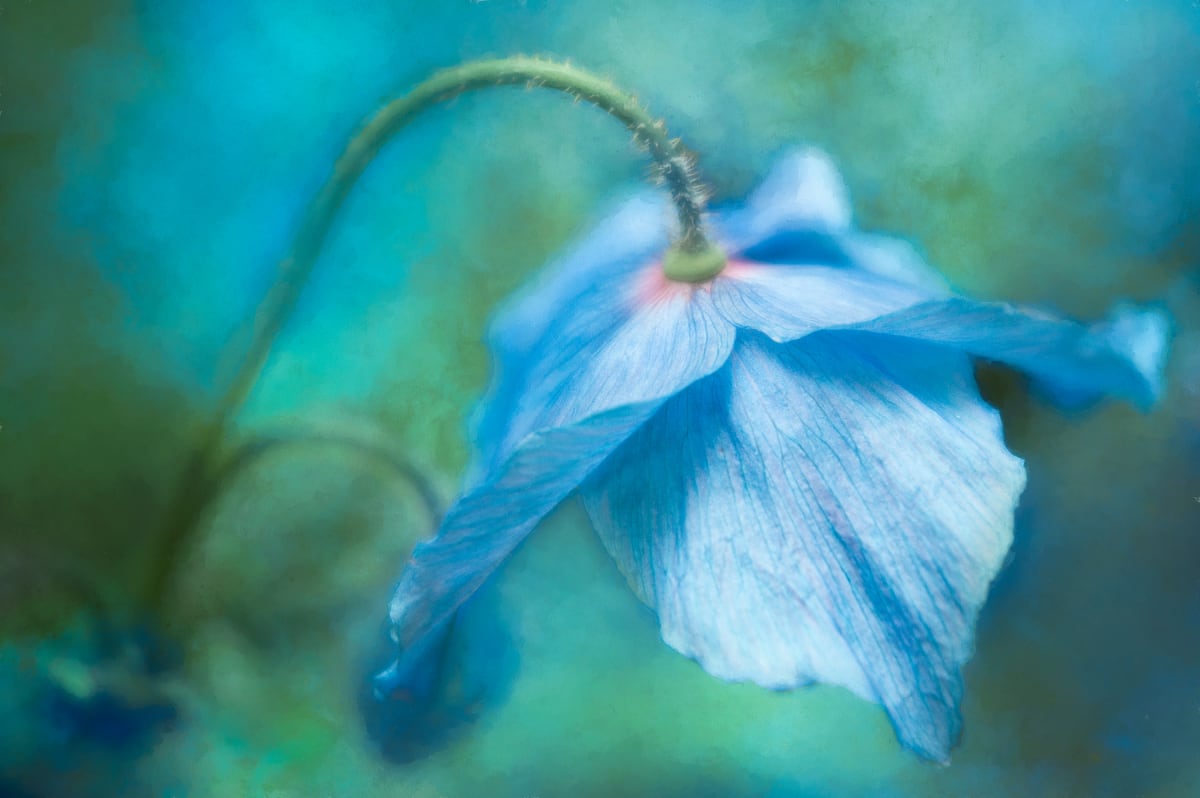 Himalayan Beauty by Sheryl's Virtual Garden 