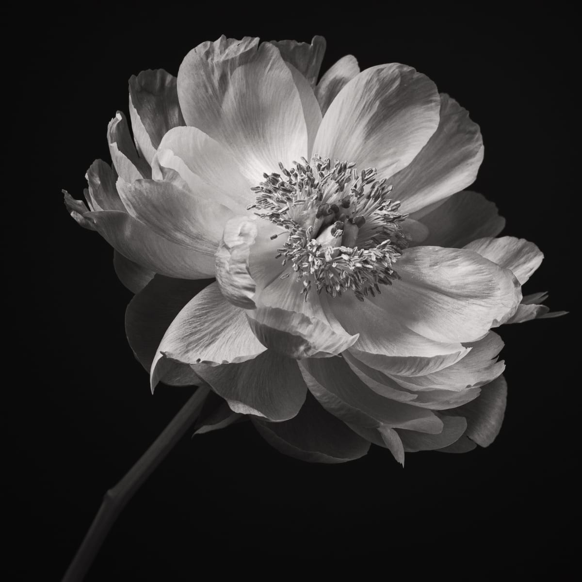 Lustrous Paeony by Sheryl's Virtual Garden  Image: This voluptuous peony blossom has been rendered in black and white.  The range of pink hues  in the color version inspired me to consider a black and white conversion which was even more striking.  The petals are fully open, revealing the stamens.  This image is perfect for sophisticated interiors, and amazing on acrylic.
