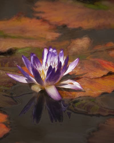 Monet's Muse by Sheryl's Virtual Garden 