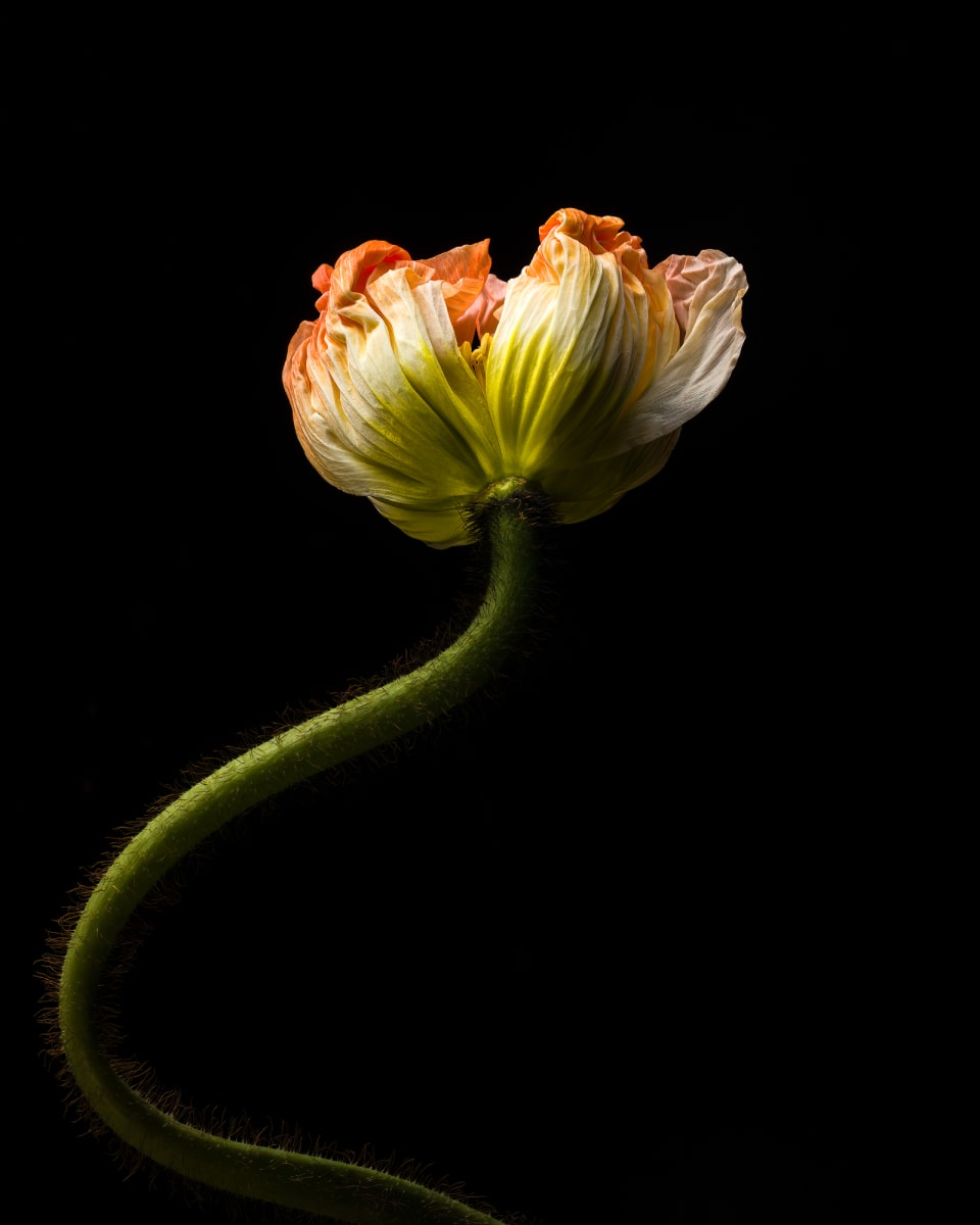 Poppy Winder by Sheryl's Virtual Garden  Image: Poppy Winder