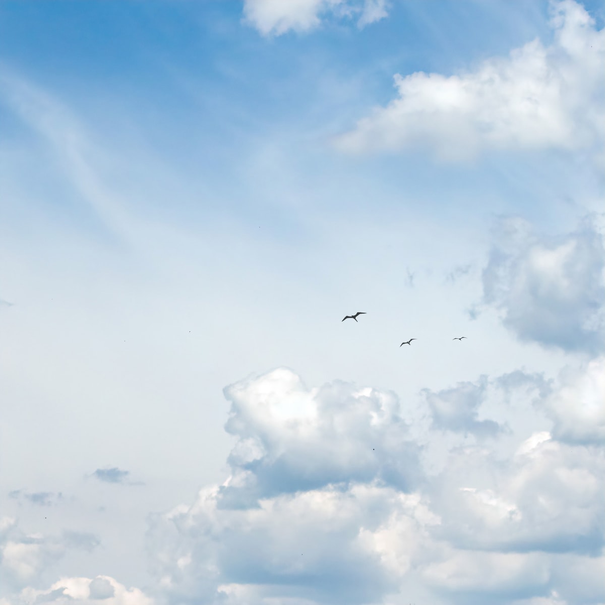 Cloudscape #1  Image: Flock of birds flying in beautiful blue sky with white puffy clouds.
