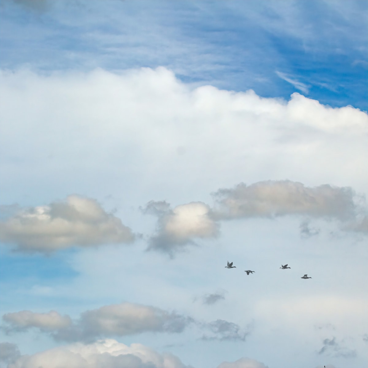 Cloudscape #3  Image: Flock of birds flying in beautiful blue sky with white puffy clouds.