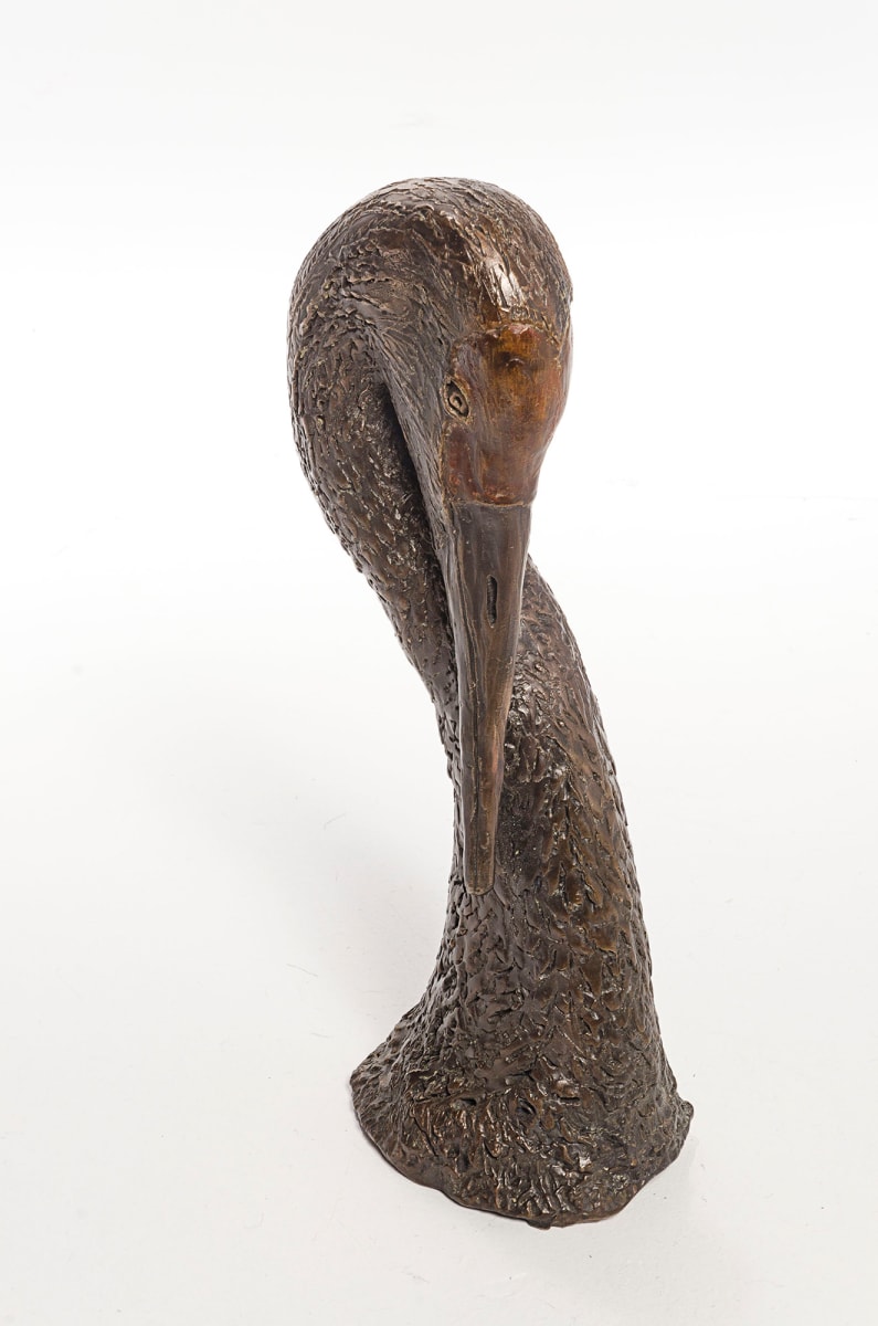 Coy Crane by John Hallett  Image: Sandhill Crane