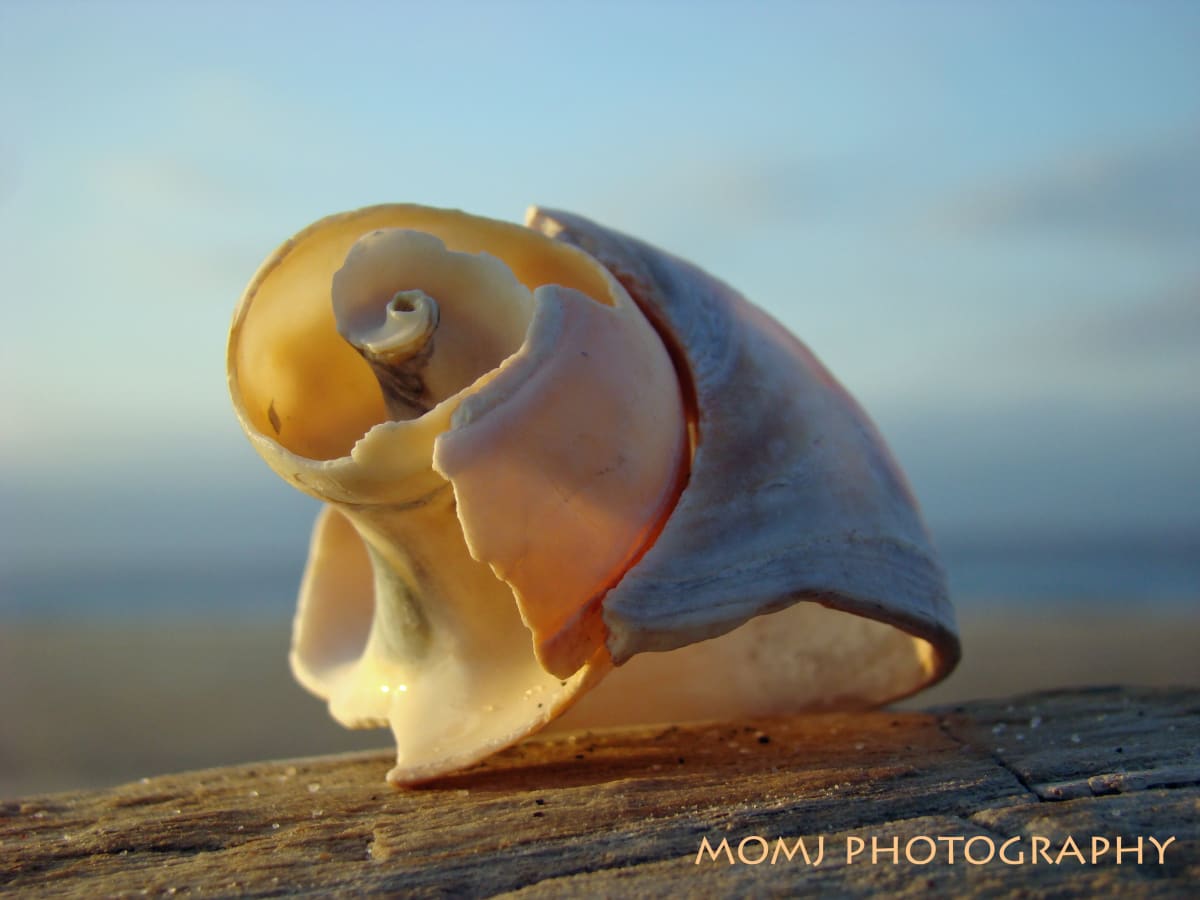 Shell Sculpture - 2 