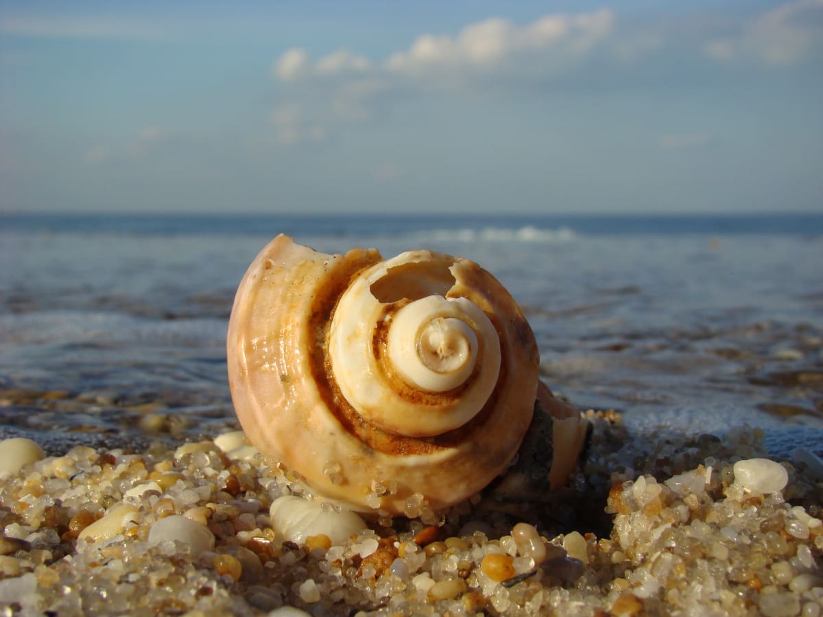 Shell, Sand and Sea 