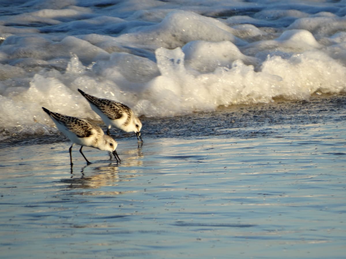 Sanderlings on the Beach 