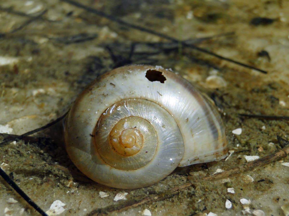 Florida Marsh Shell, Image 1.