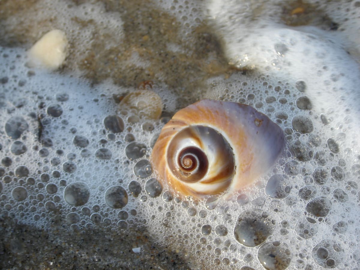 Spirals in Foam 