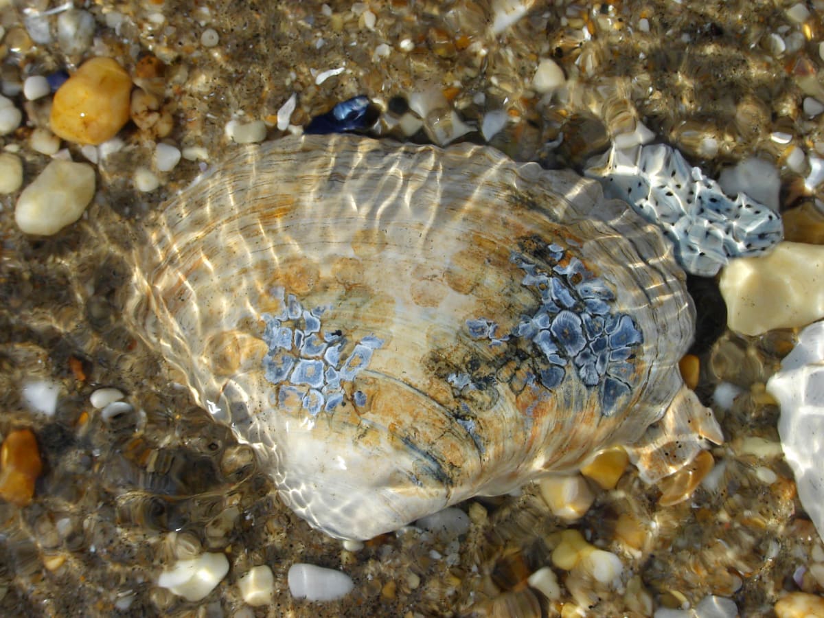 Shell Under Water 