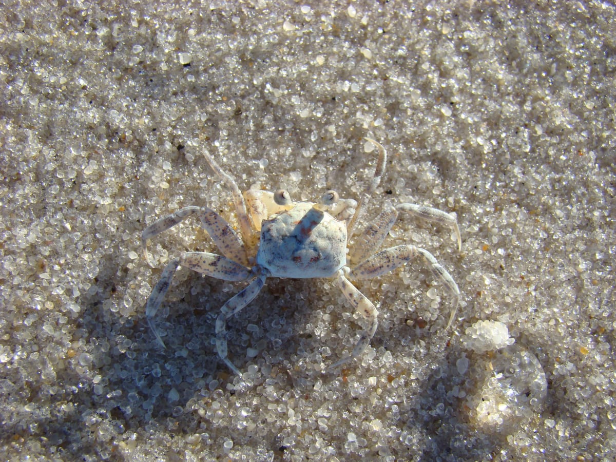 Ghost Crab, Image 1.