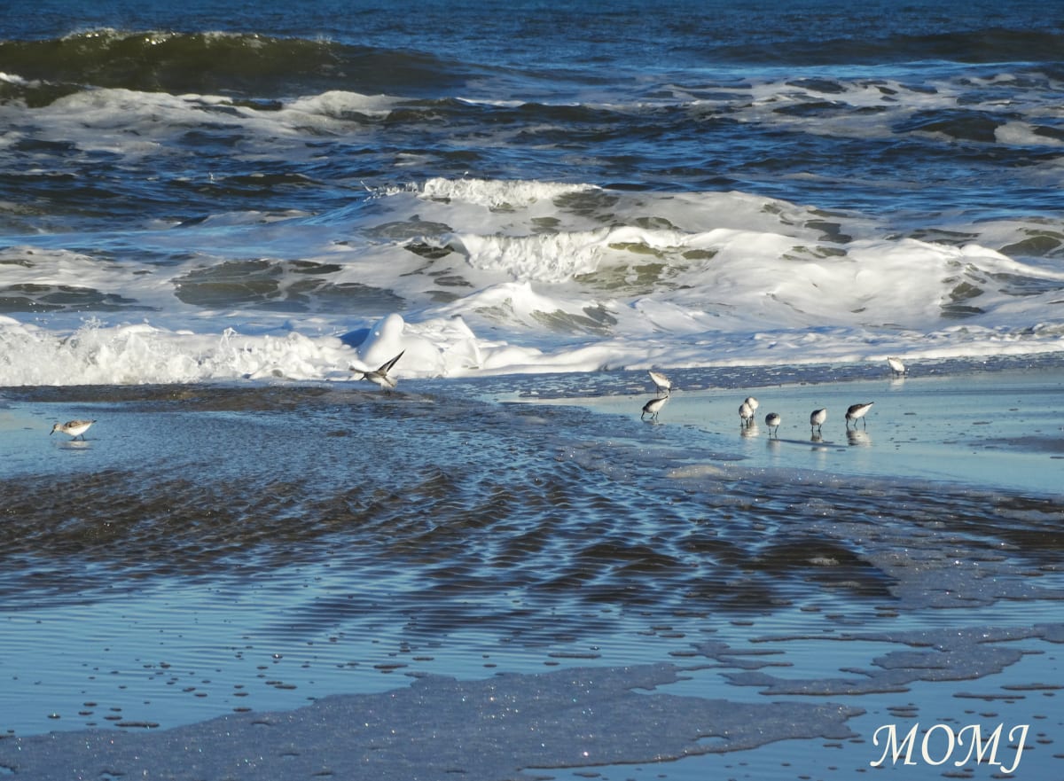 Sanderlings Dodging Waves by Mary O'Malley-Joyce 