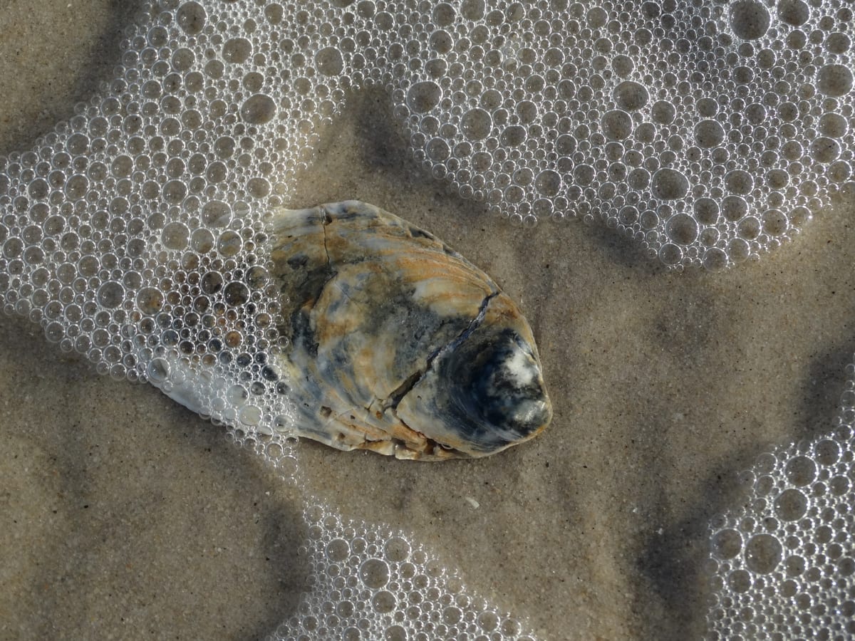 Oysters in bubbles by Mary O'Malley-Joyce, Image 1.