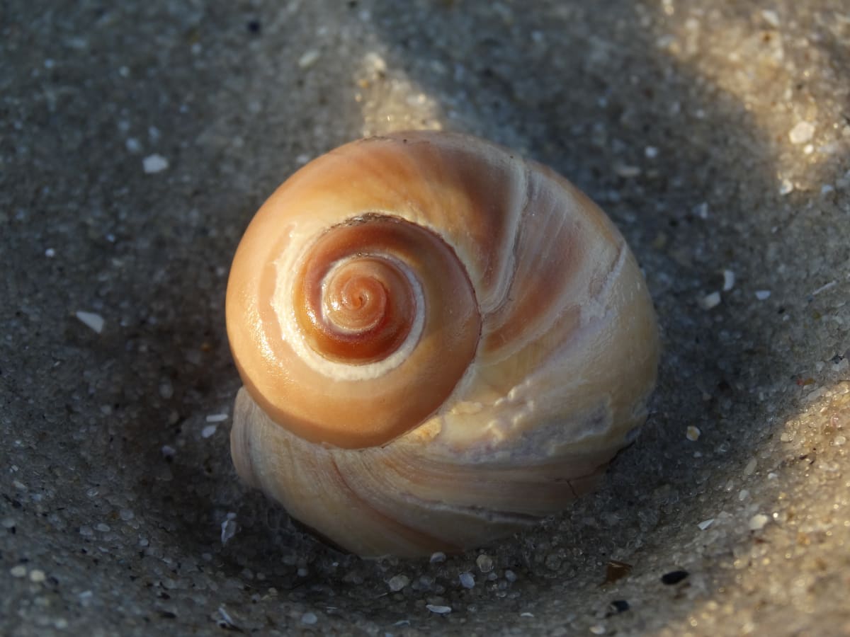 Warm Colored Shell 