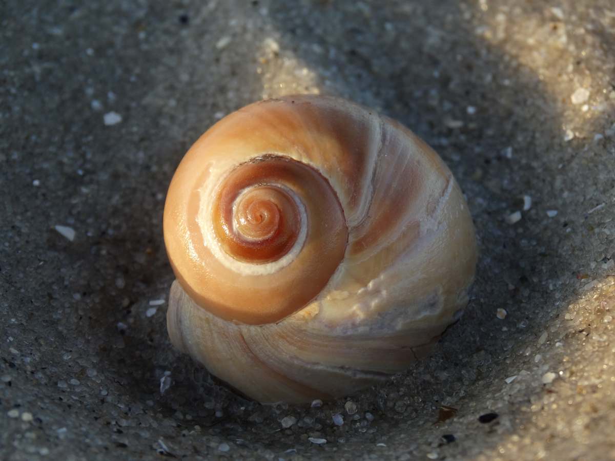 Warm Colored Shell, Image 1.