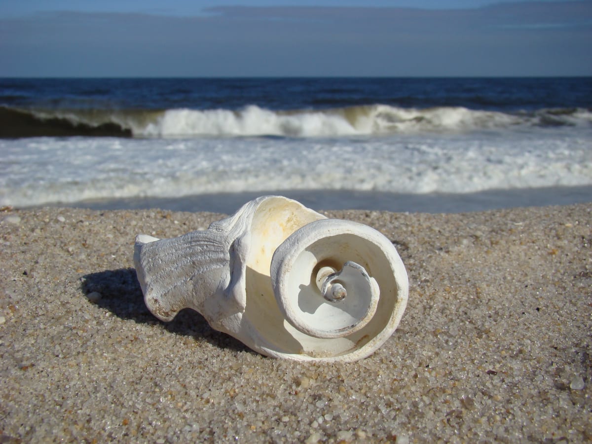 Sunny Day Spiral Shell 