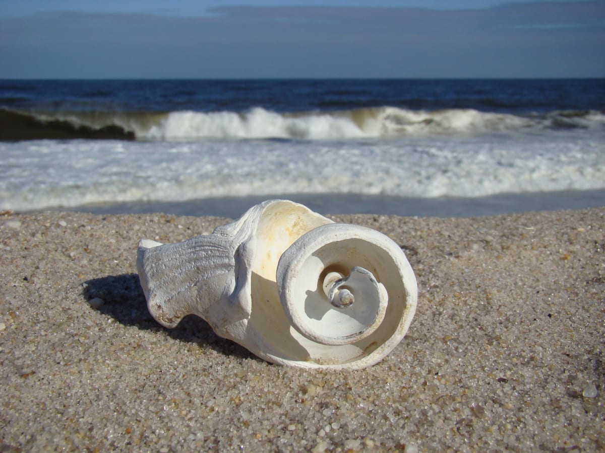 Sunny Day Spiral Shell, Image 1.