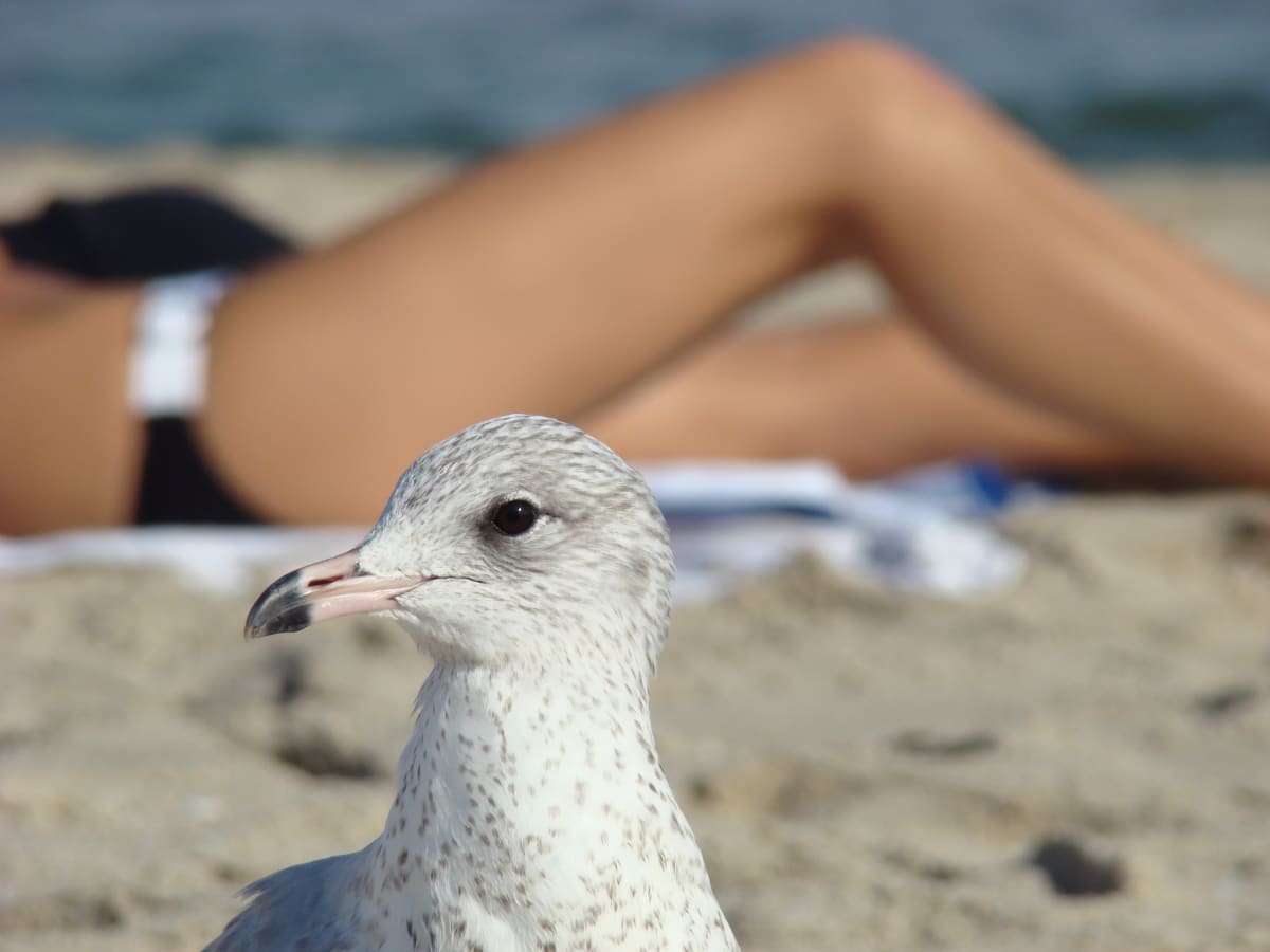 What Bird?, Image 1.