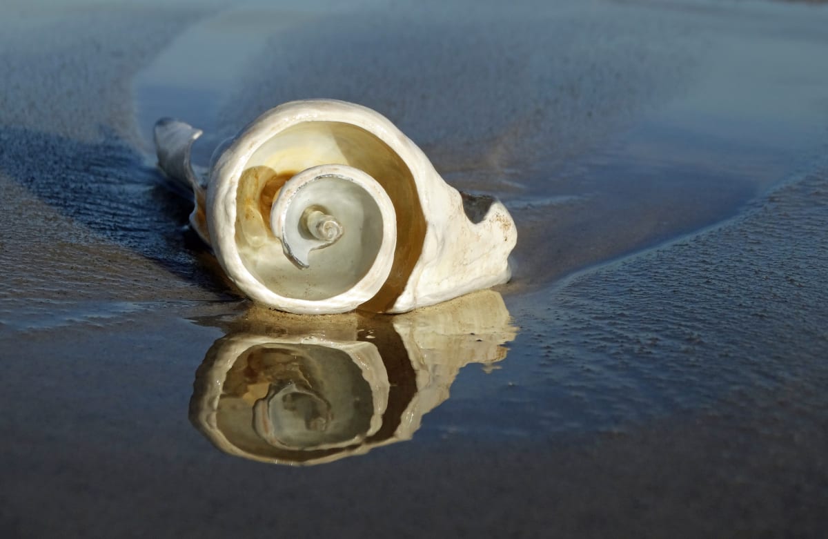 White Spiral Shell with Reflection 