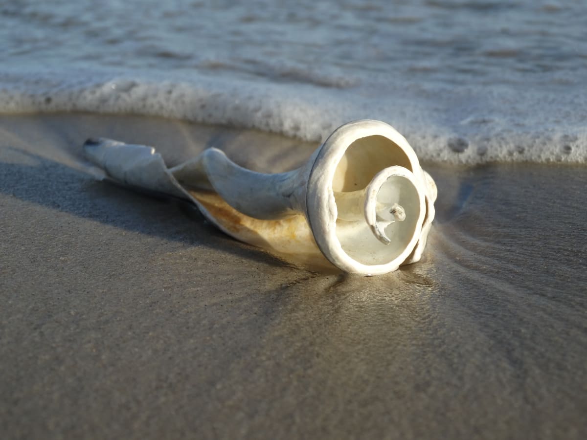 White Spiral Shell at Water's Edge 