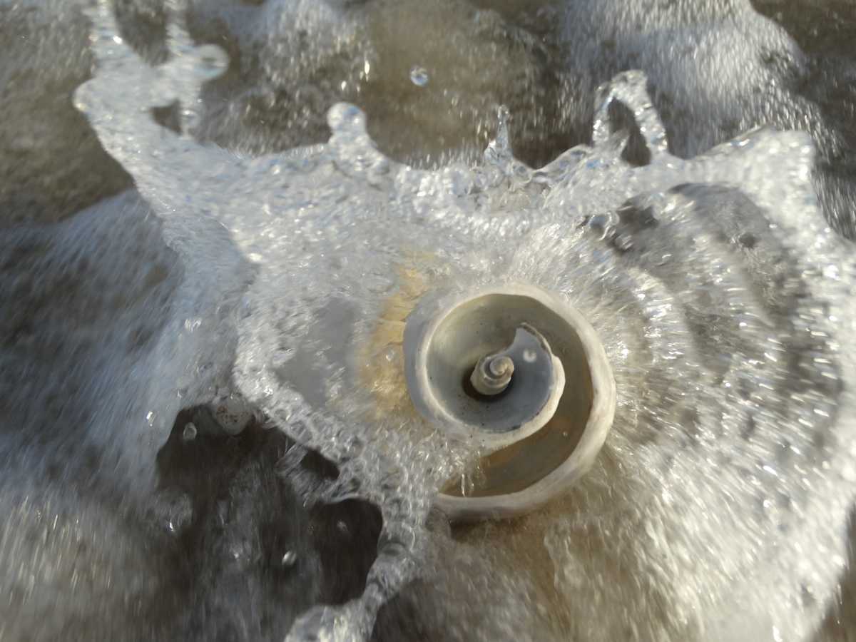 White Spiral Shell Wave 1, Image 1.