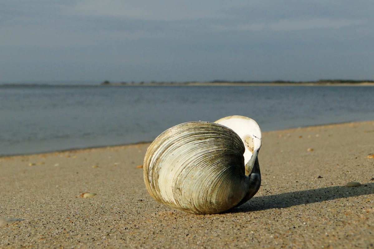 Lone Clam Shell - Horseshoe Cove 