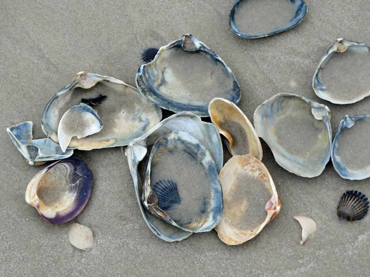 Clam Shells Deposited on the Shore by Mary O'Malley-Joyce, Image 1.