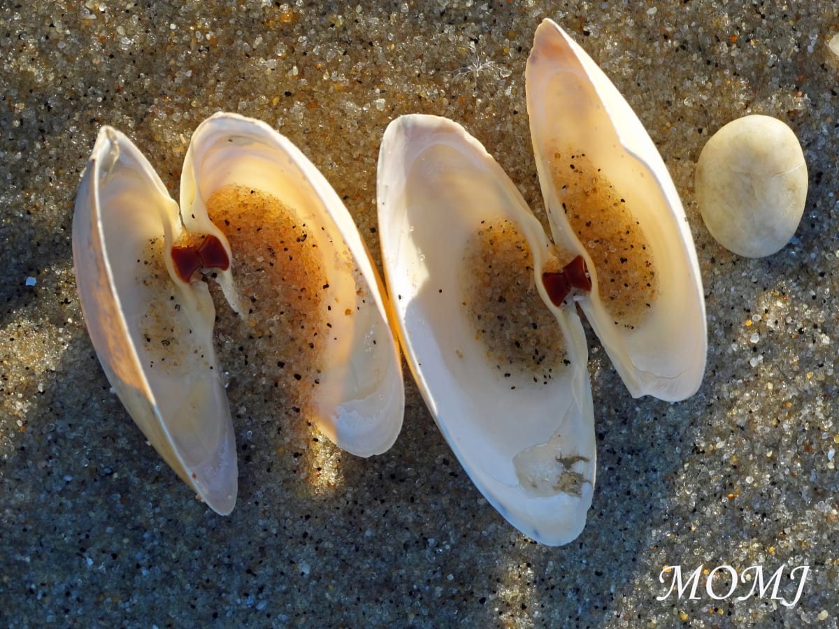 Sunlite Small Clam Shells 