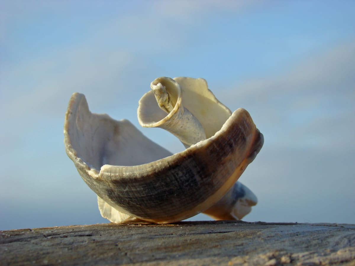 Shell Scuplture - 5, Image 1.