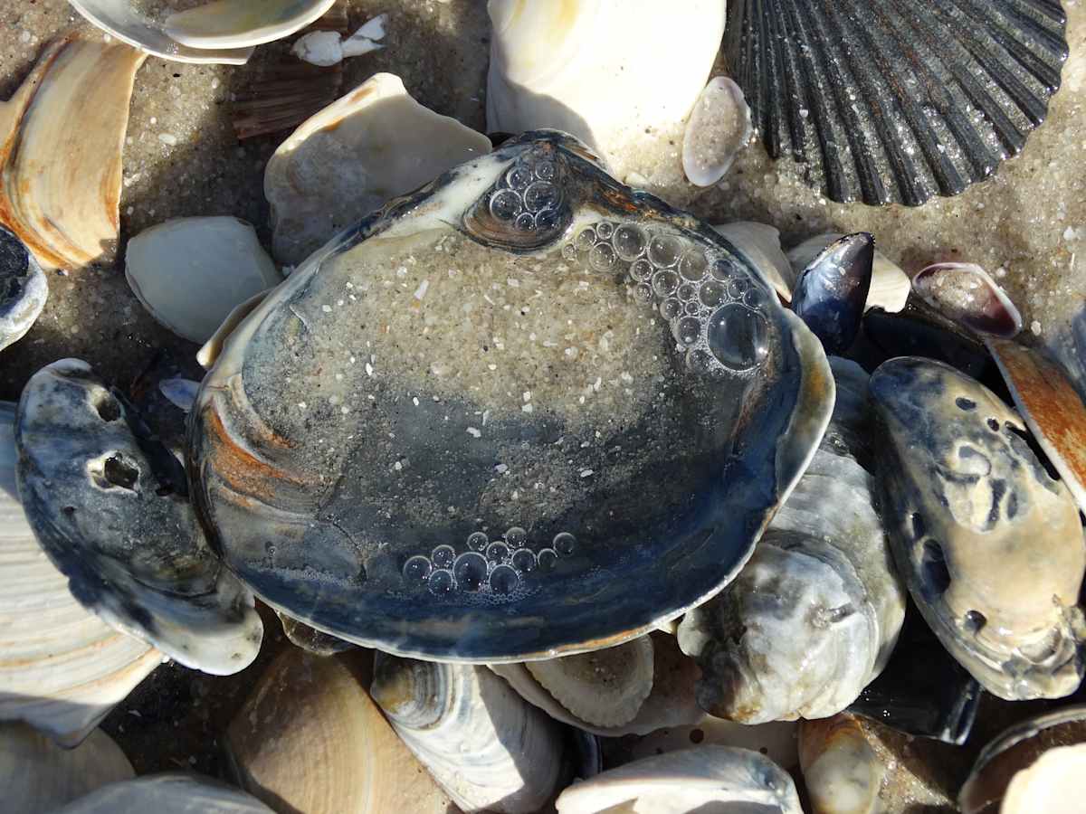 Blue Tinged Shells, Image 1.