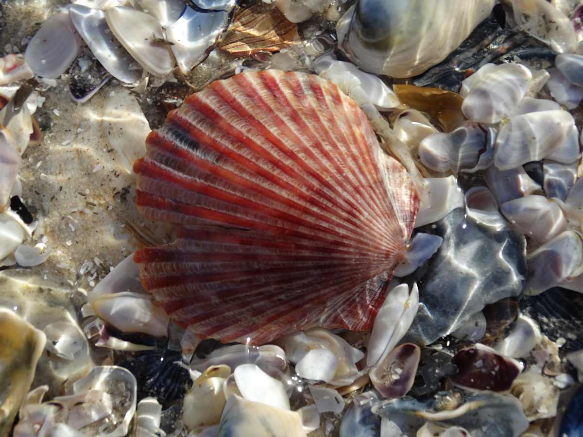 Scallop Underwater, Image 1.