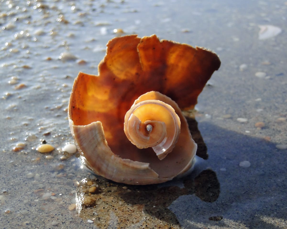 Shell Fan, Image 1.