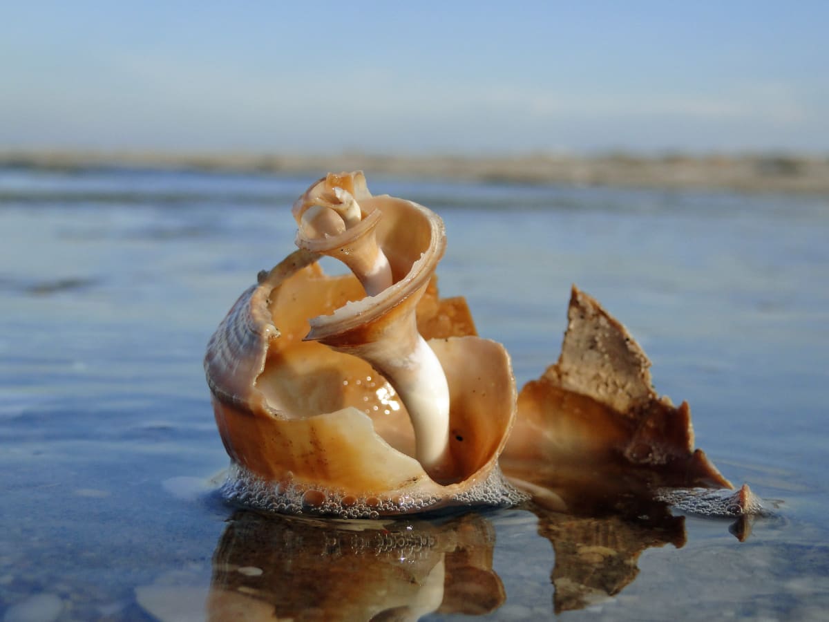 Shell Sculpture 11, Image 1.