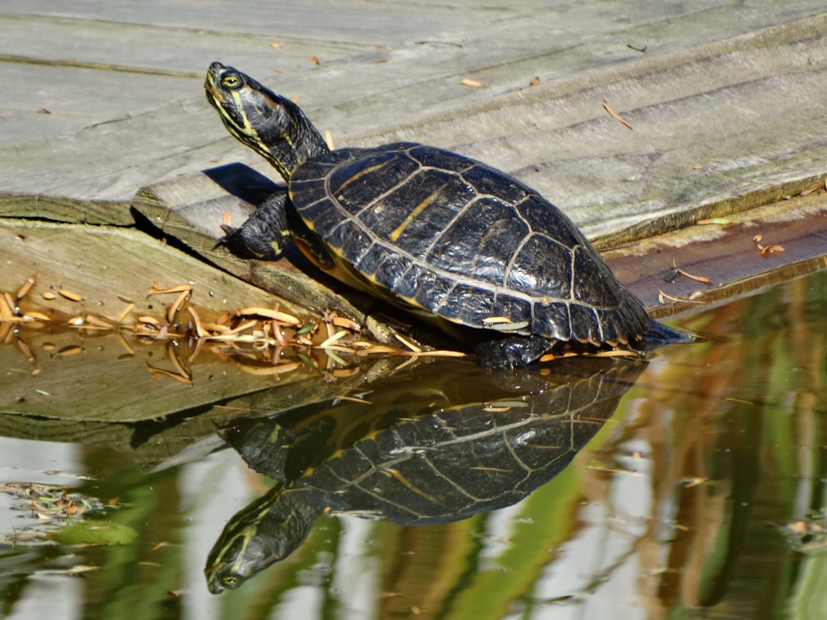 Irish Turtle, Image 1.