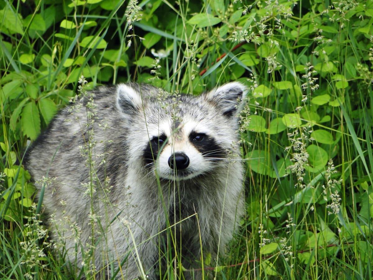 Curious Coon 