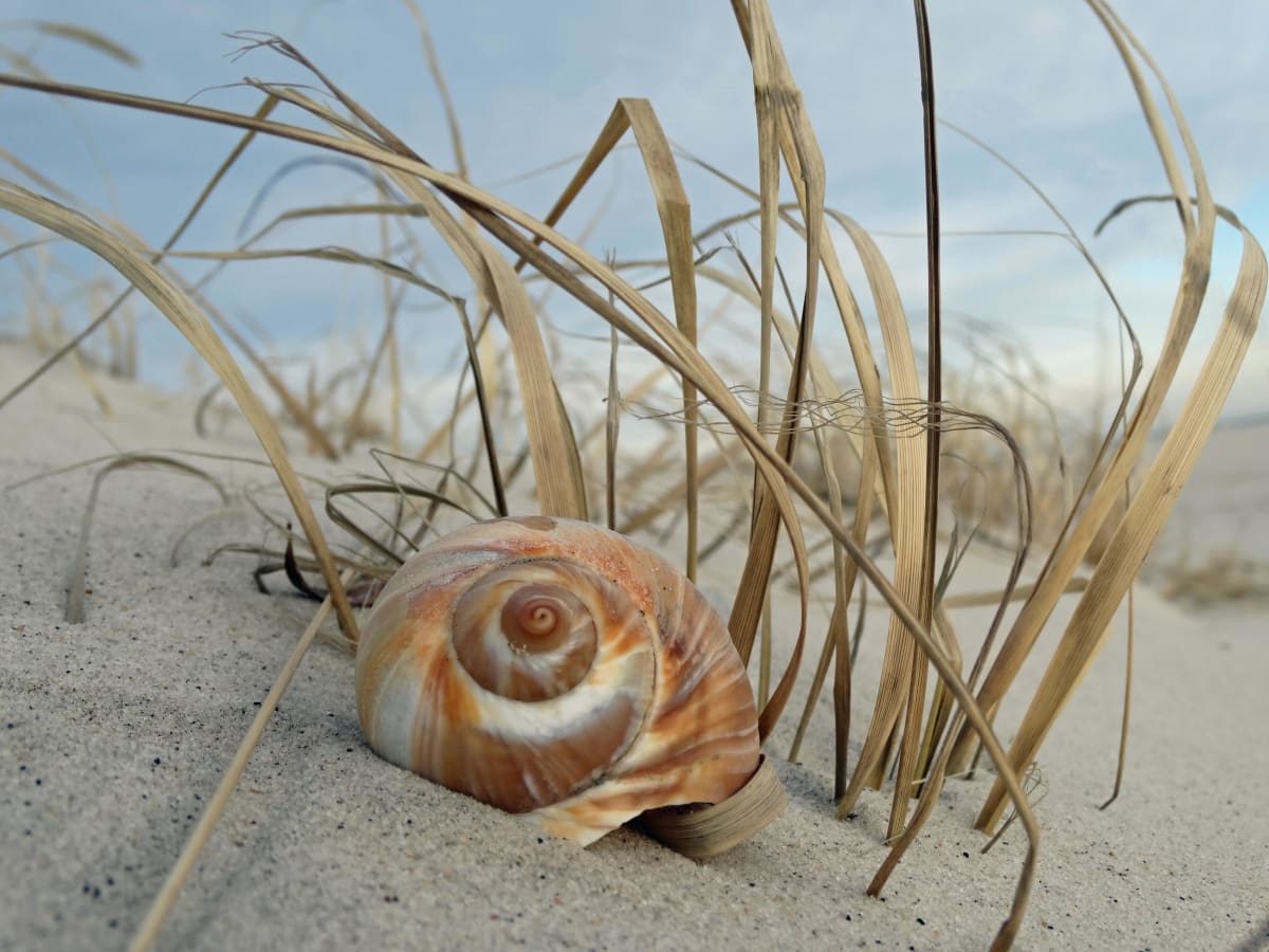 Shell among the Reeds 