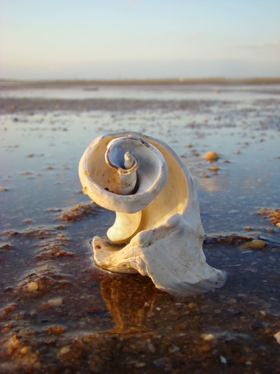 Golden Spirals Sandy Hook - Vertical 