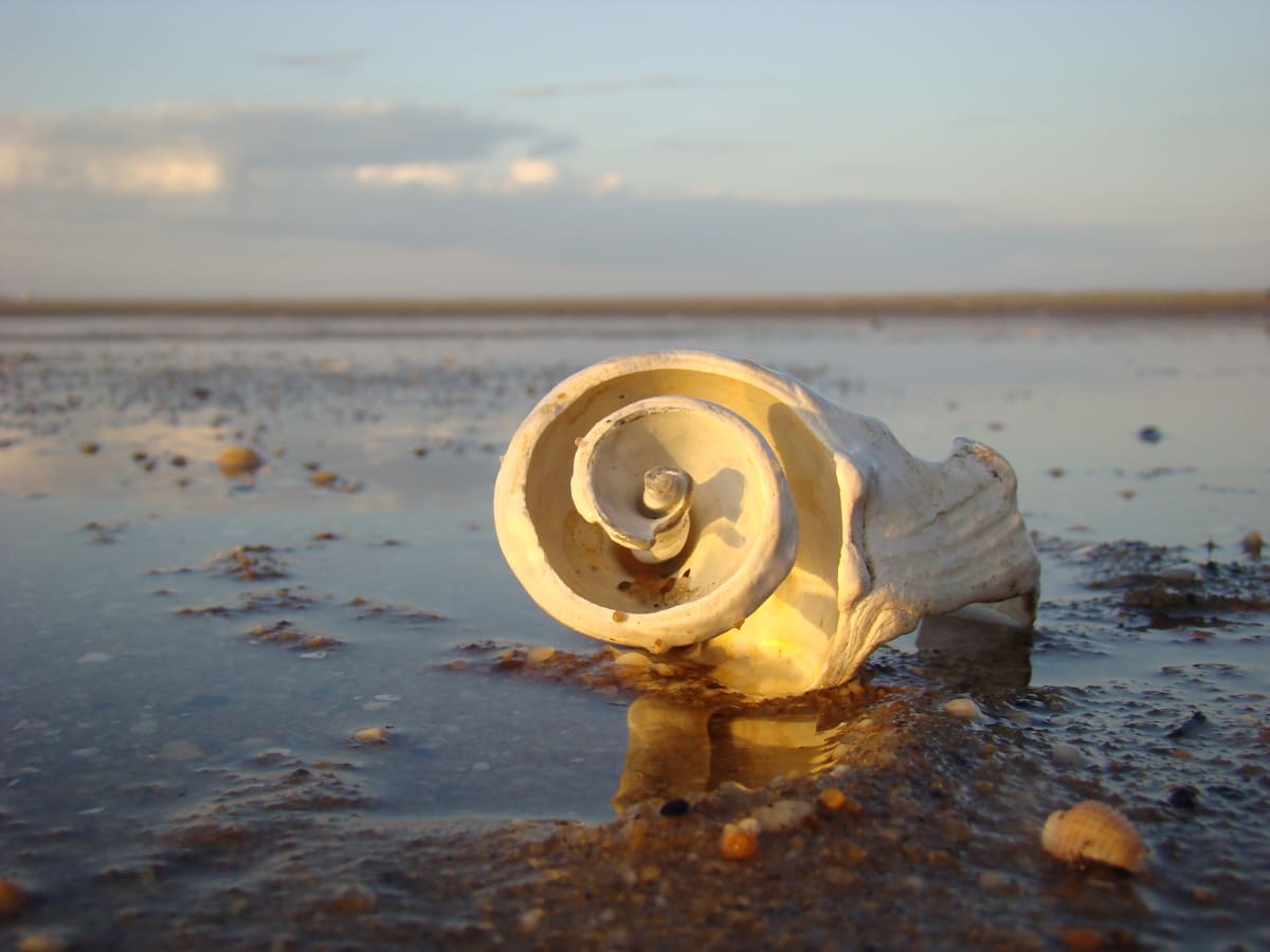 Golden Spirals Sandy Hook, Image 1.