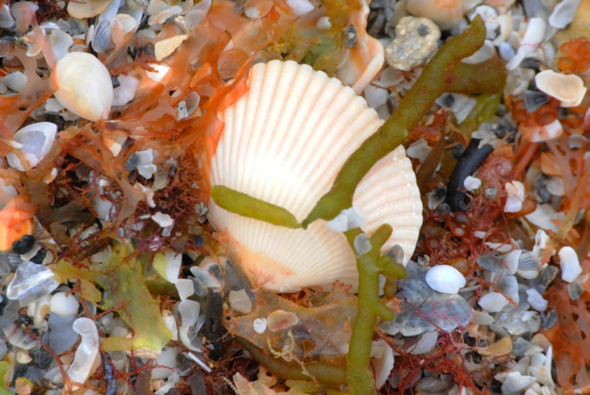 Florida Beach Water Pool Shells, Image 1.