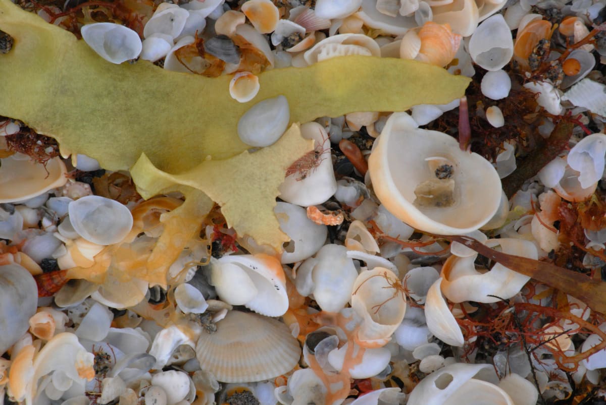 Florida Beach Shells 