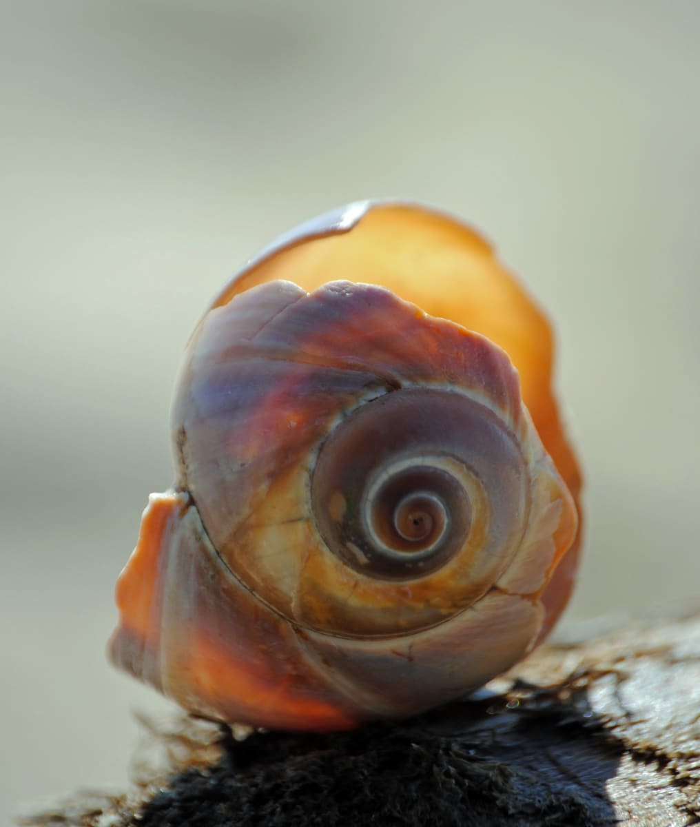 Backlite Seashell, Image 1.