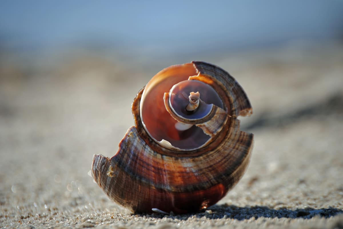 Sandy Hook Shell Sculpture 