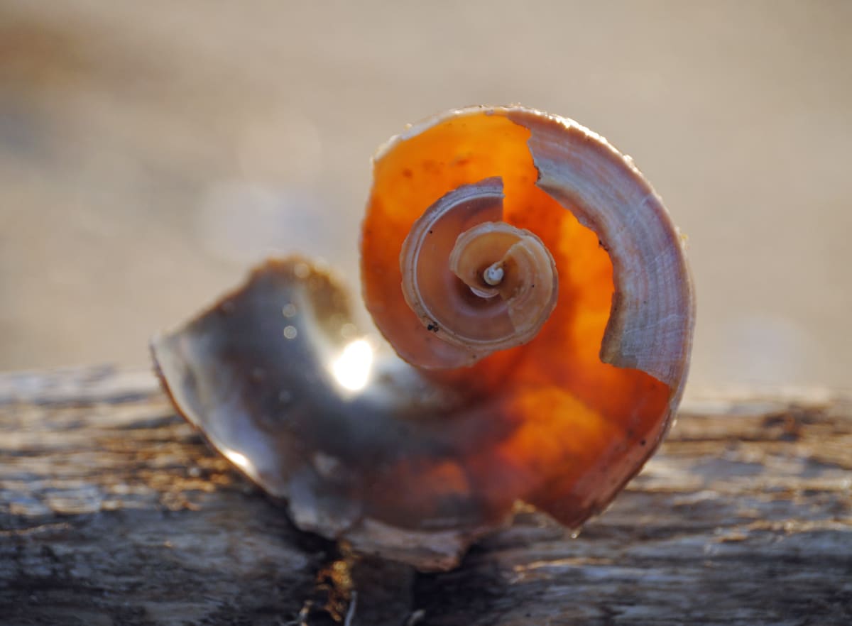Shell Spirals 2, Image 1.