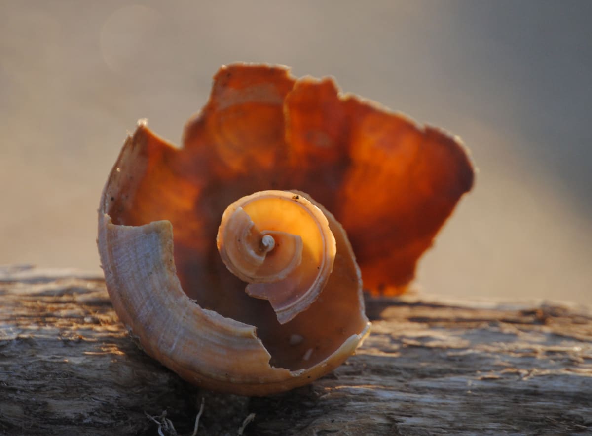 Shell Spirals 3, Image 1.