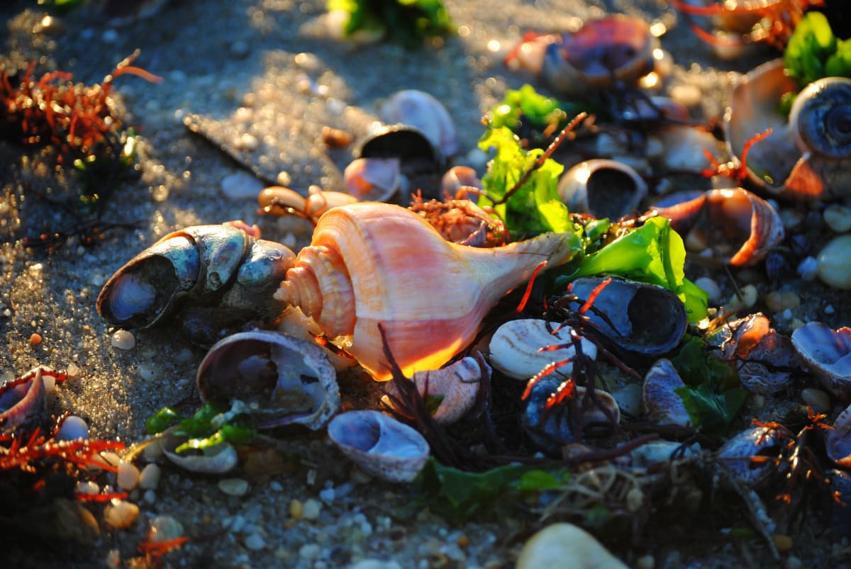 Whelk among Lady Slipper Shells 