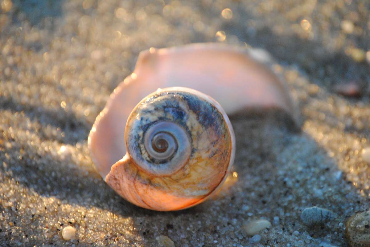 Blues and Oranges Shell, Image 1.